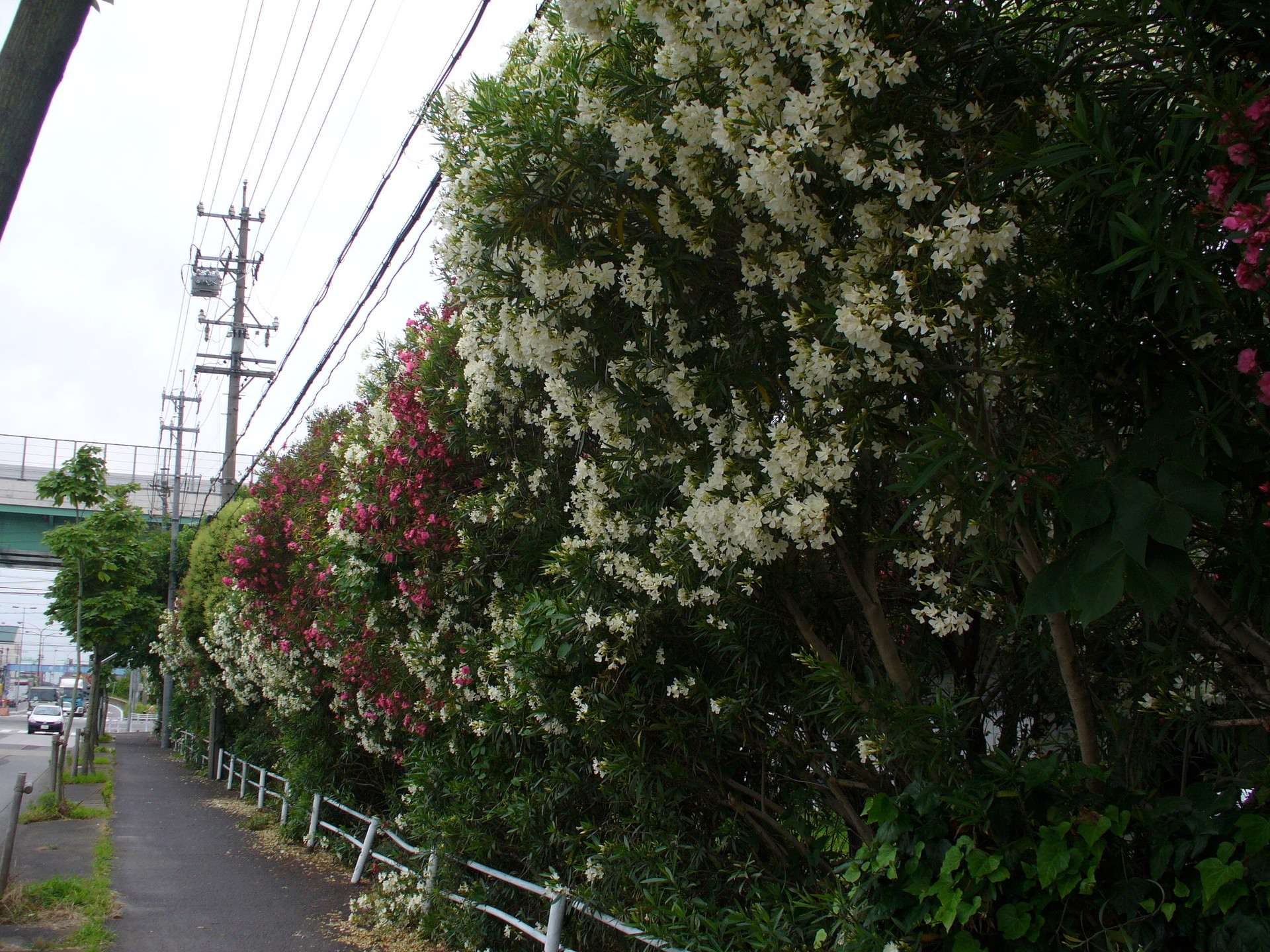 夾竹桃の花 出不精熊の殷鑑不遠な毎日